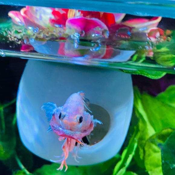 Betta Fish hideout - Picture 6 of 10